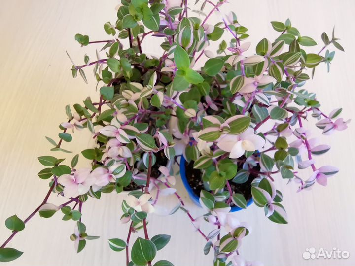 Каллизия Розовая Пантера, Бьянка,Голд, Элеганс, др