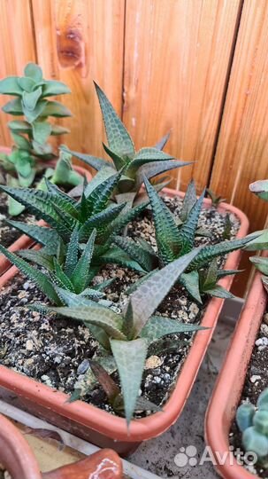 Хавортия суккулент