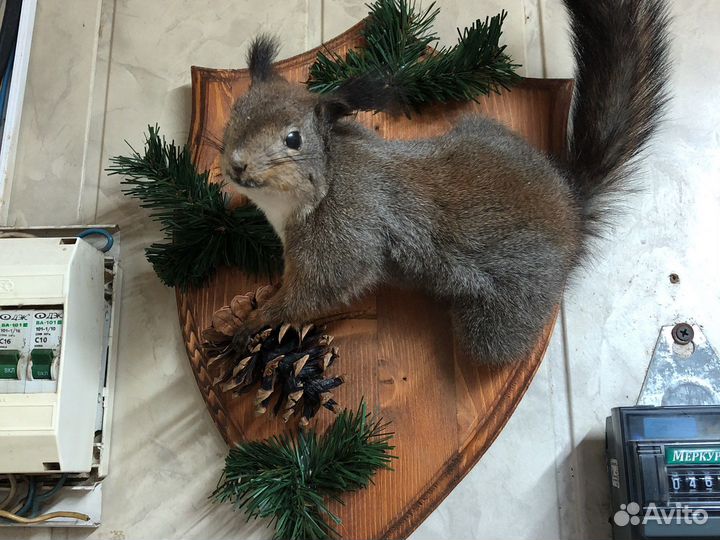 Чучело белки