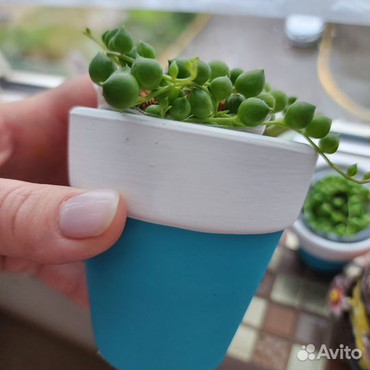 Крестовник роули