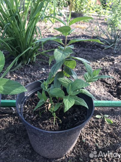 Гортензия мегаминди 1-летка