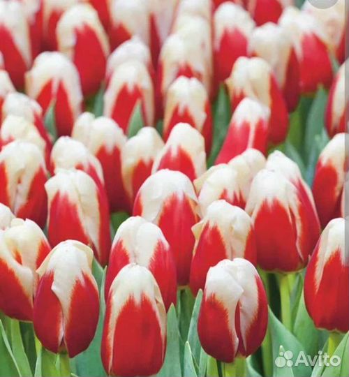 Луковицы тюльпанов.оптом