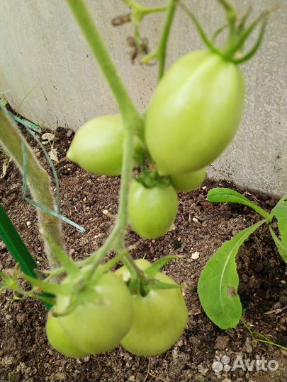 Яблоки сладкие, помидоры, заготовки