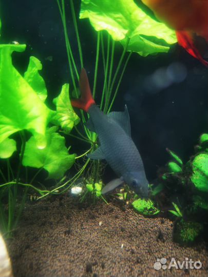 Лабео Биколор