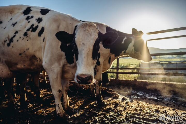 Компост. Навоз. Торф. Перегной. Грунт