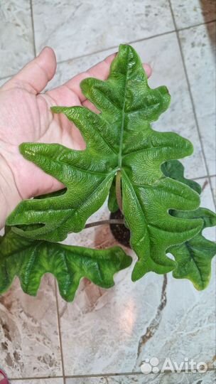 Алоказия Жаклин