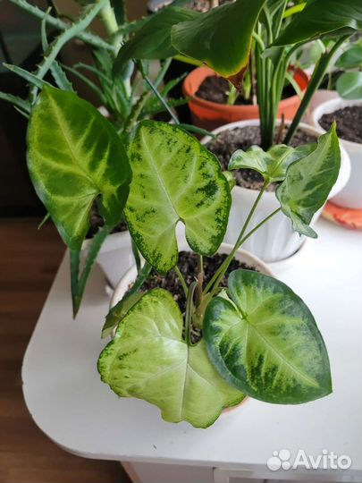 Сингониум,бегония