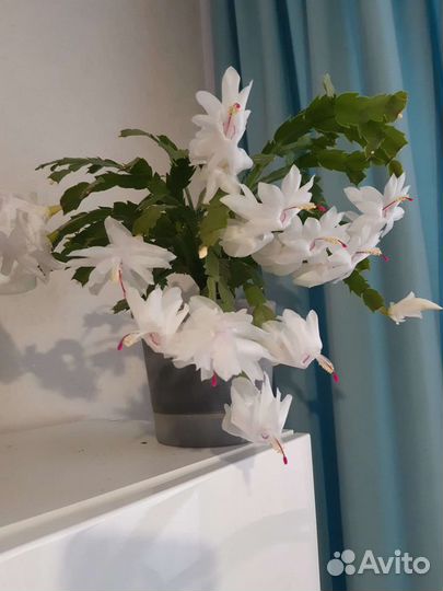 Комнатные растения цветы