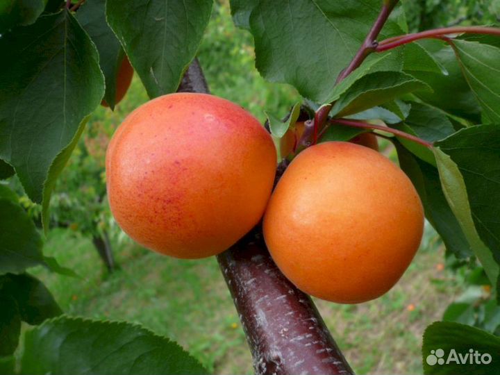 Саженцы абрикос Сын Краснощекого