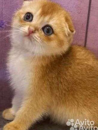 Шотландские котята золотая шиншилла