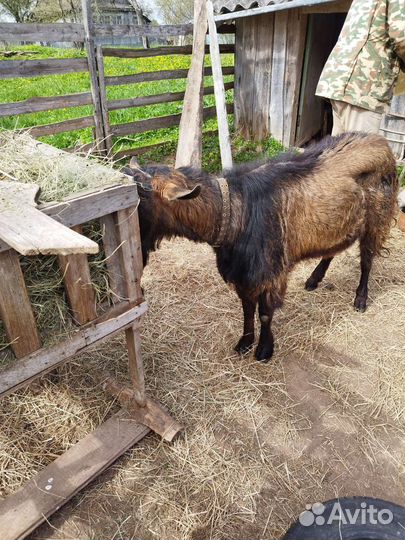 Чешский козел