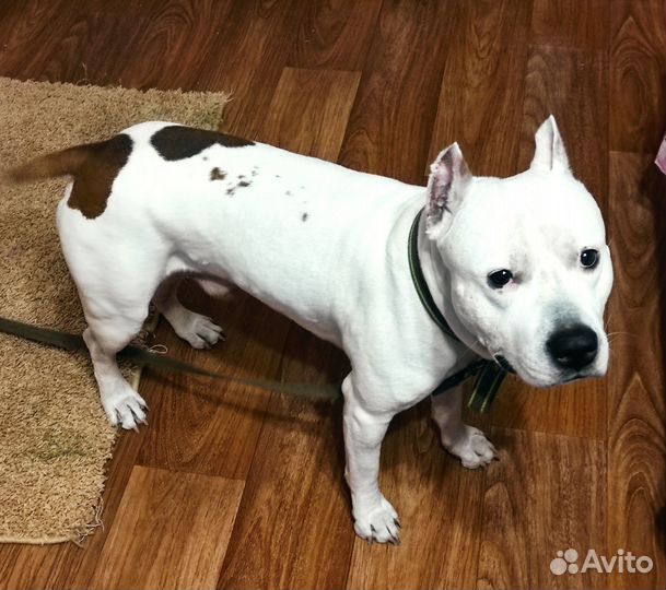 Передержка собак и кошек