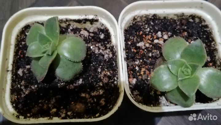 Эониум киви