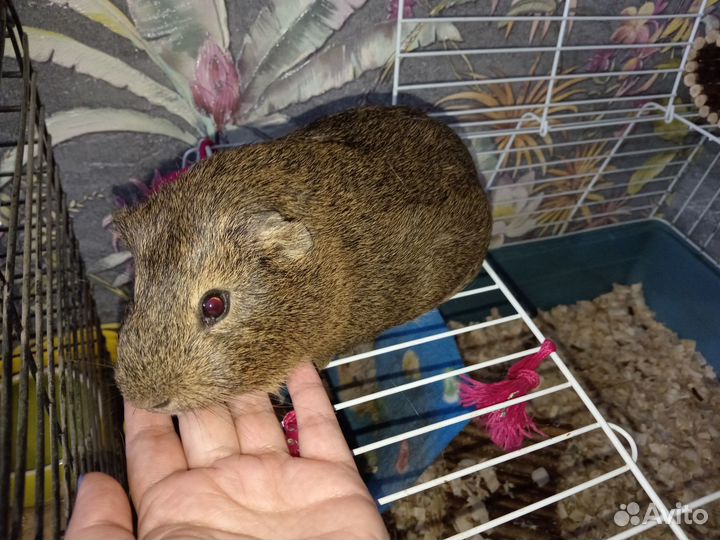 Морская свинка с клеткой