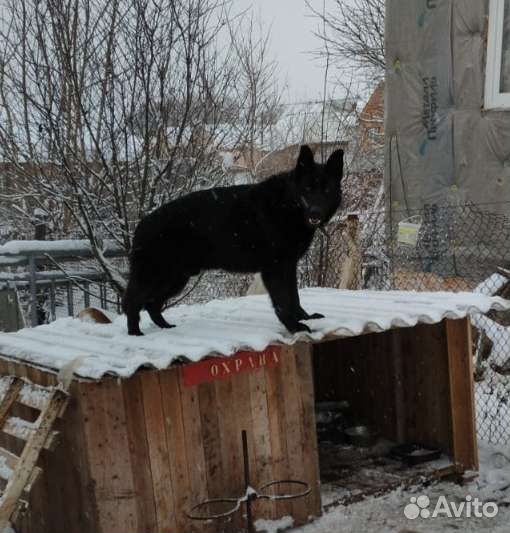 Немецкая овчарка кобель для вязки