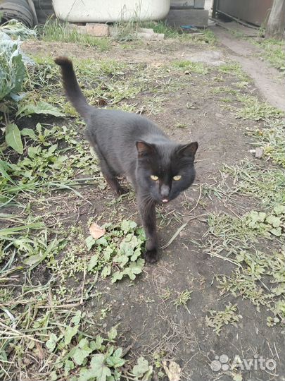 Отдам кота