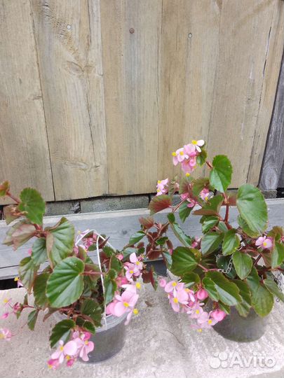 Бегония вечноцветущая