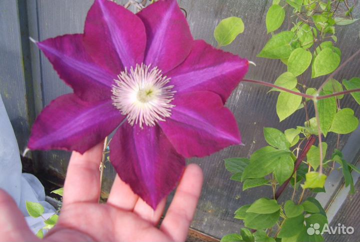 Клематис Мазовше (Mazowsze)