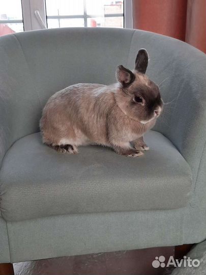 Кролики для фотосессий (аренда)