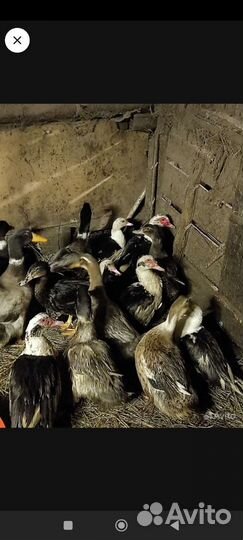 Петушки доминант, кучинские, гуси и утки