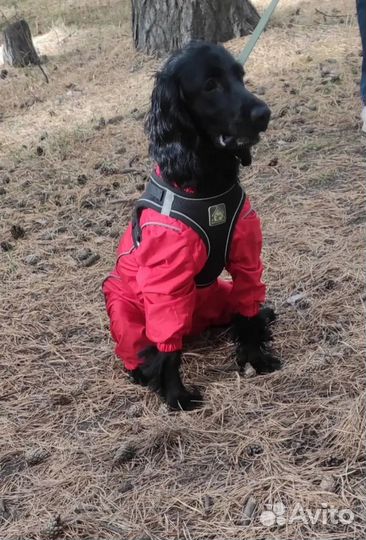 Комбинезон (дождевик) для собаки
