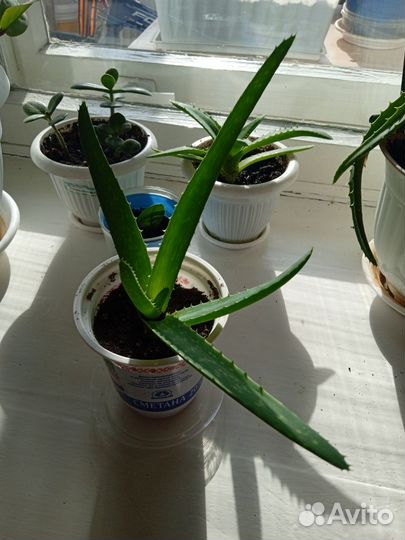 Алоэ вера растение