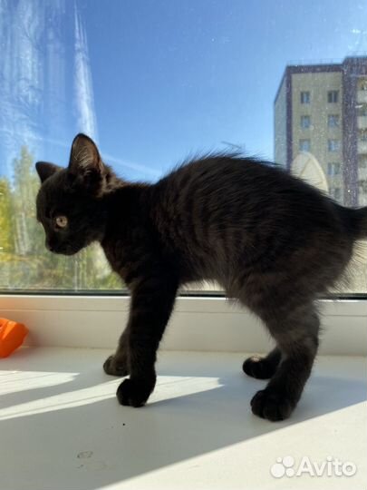 Кошка, котенок