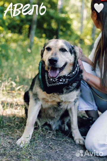 Авель из приюта ждёт хозяина