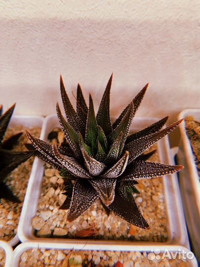 Суккуленты часть 3