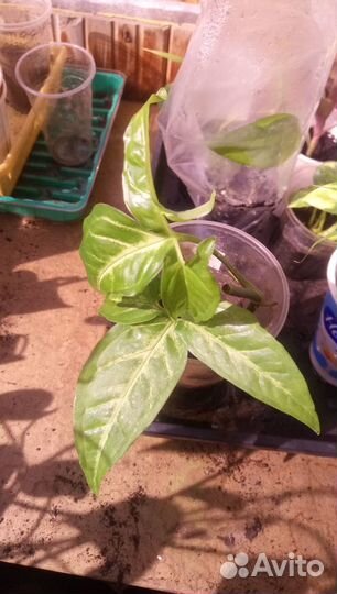 Комнатные растения