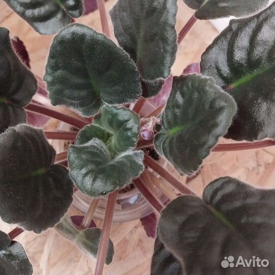 Сортовые фиалки