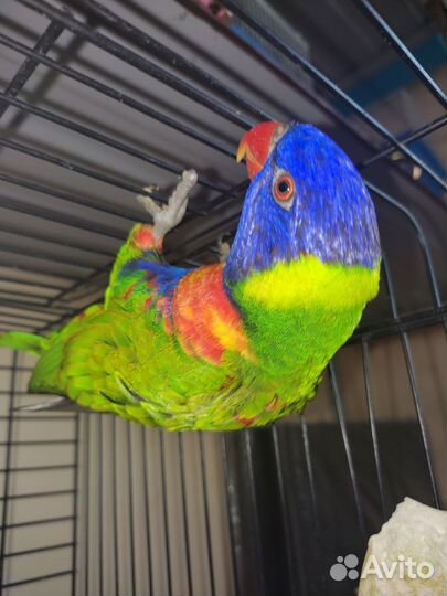 Лорикет самец