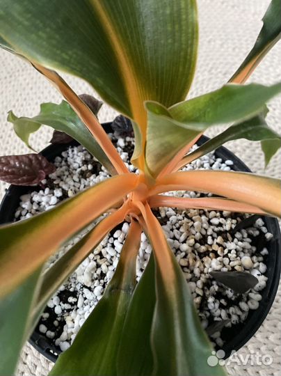 Хлорофитум Оранж грин