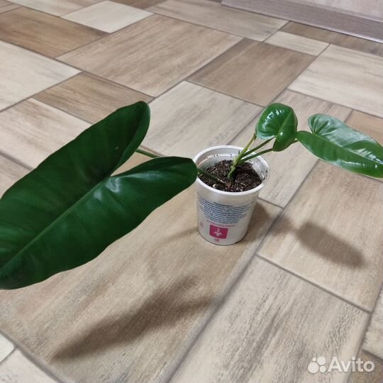 Комнатные цветы