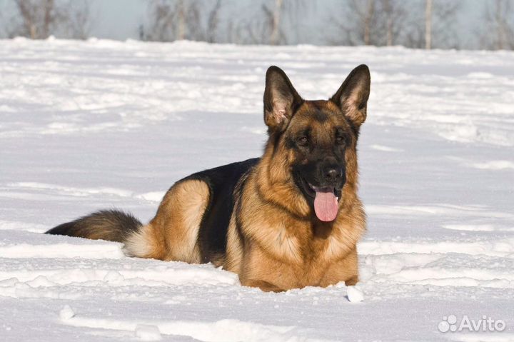 Профессиональная дрессировка собак/кинолог