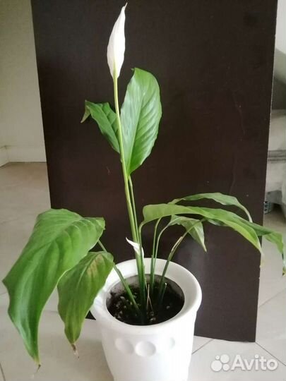 Спатифиллум