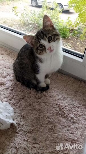 Котенок Кузя мальчик