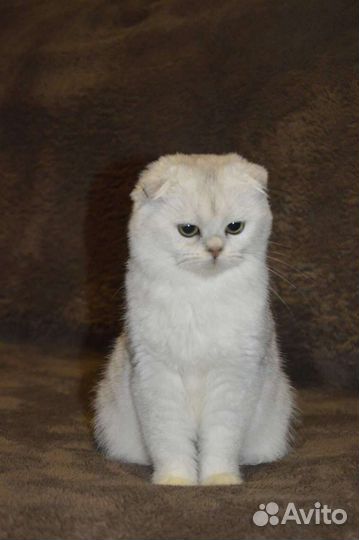 Шотландская кошечка
