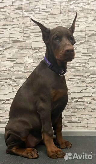 Добердетки