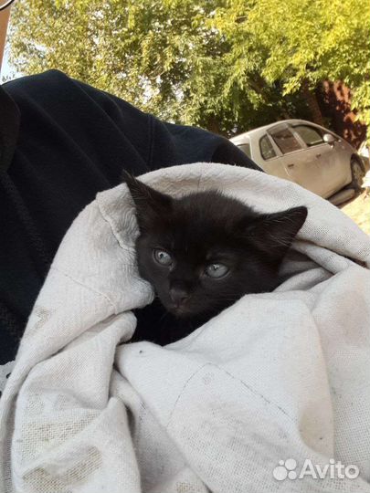 Отдам котенка (бесплатно)