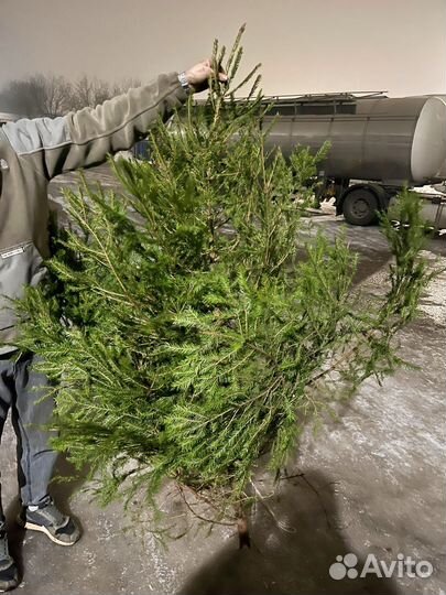 Ель живая