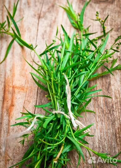 Эстрагон (тархун)