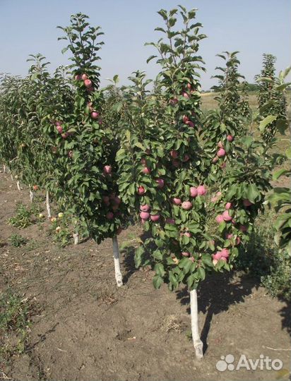 Яблоня колоновидная Арбат