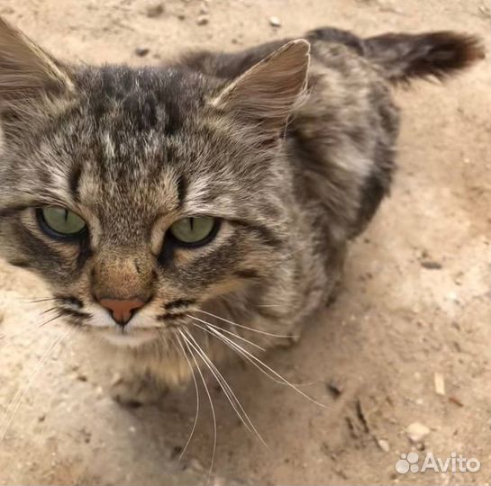 Кот шотландский хайленд страйт прямоухий некастри