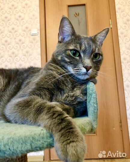 Метис бенгала в добрые руки