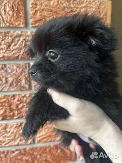 Щенки шпица мини