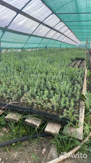 Саженцы сосны зкс