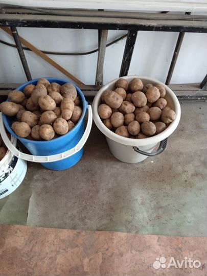 Семенной картофель