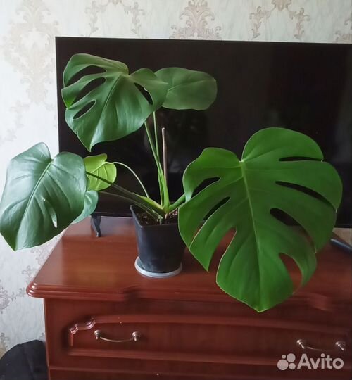 Монстера Лиана