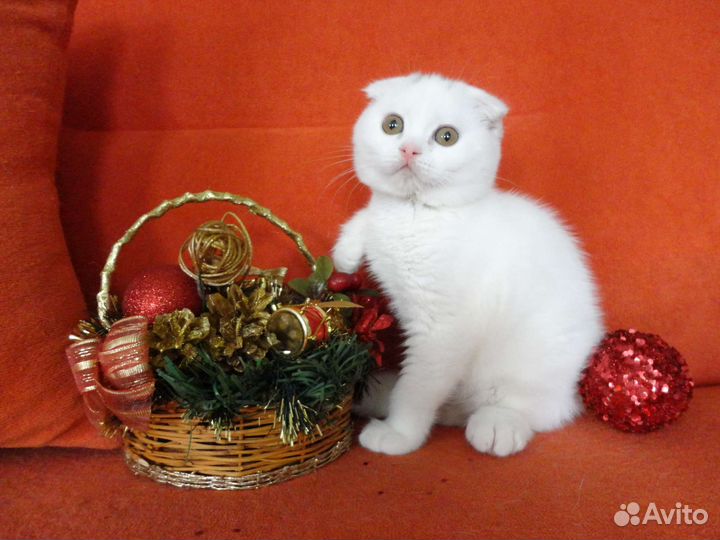 Белоснежные Шотландские Красавчики